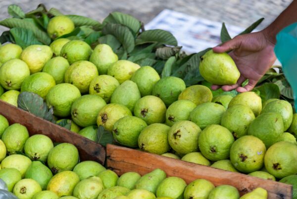 Guava