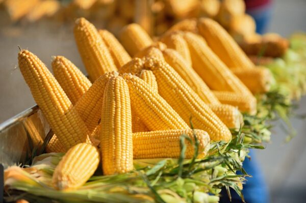 Sweet Corn