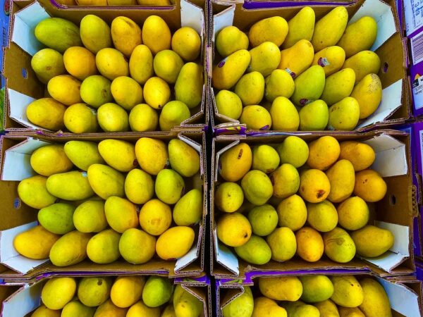 Mango