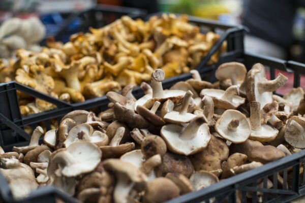 Brown Mushroom